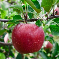 Mesmo com os efeitos climáticos, produtores de maçã esperam colher mais de um milhão de toneladas em 2024