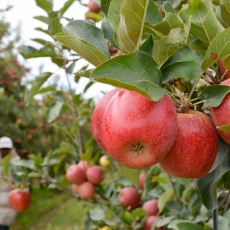 Mesmo com os efeitos climáticos, produtores de maçã esperam colher mais de um milhão de toneladas em 2024