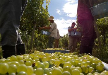Vinhos Miolo se classificam em Avaliação Nacional de 2017