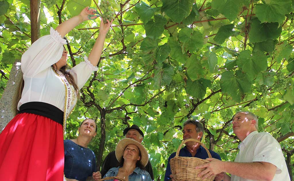 Celebração da 11ª Vindima Goethe acontece no território dos vales 