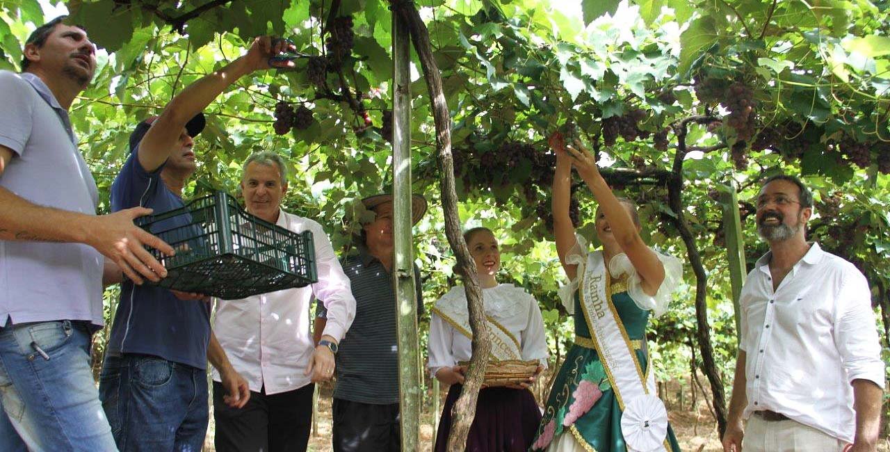 Colheita de uvas na cidade sul catarinense encerrou neste domingo