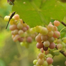 Vindima Goethe 2019: Sul de SC se prepara para a colheita da uva em janeiro