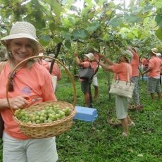 Vindima Goethe 2019: Sul de SC se prepara para a colheita da uva em janeiro