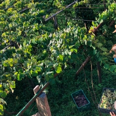 Uva Goethe: Encontro com Slow Food inicia tratativas para transição de comunidade para fortaleza