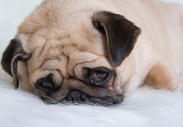 Cachorros também têm depressão