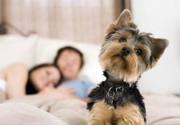 Doenças transmitidas por animais de estimação