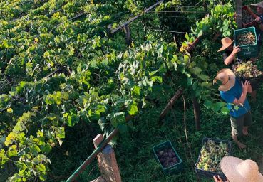Uva Goethe: Encontro com Slow Food inicia tratativas para transição de comunidade para fortaleza