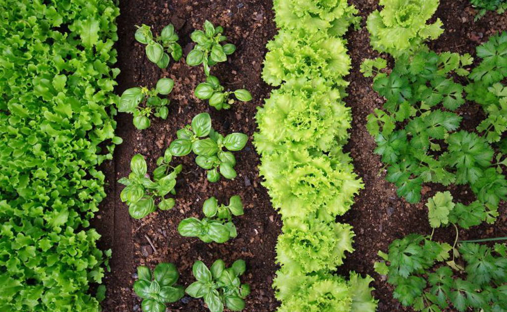 Especialistas explicam a importância do sol e dão ideias de horta orgânica simples