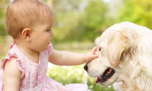 Um novo membro da família pode ser um tormento para os animais. Aprenda a contornar a situação