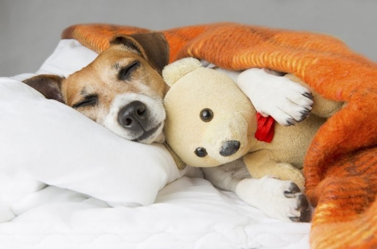 Cães e gatos também sofrem com a chegada do inverno. Saiba como amenizar o frio para eles