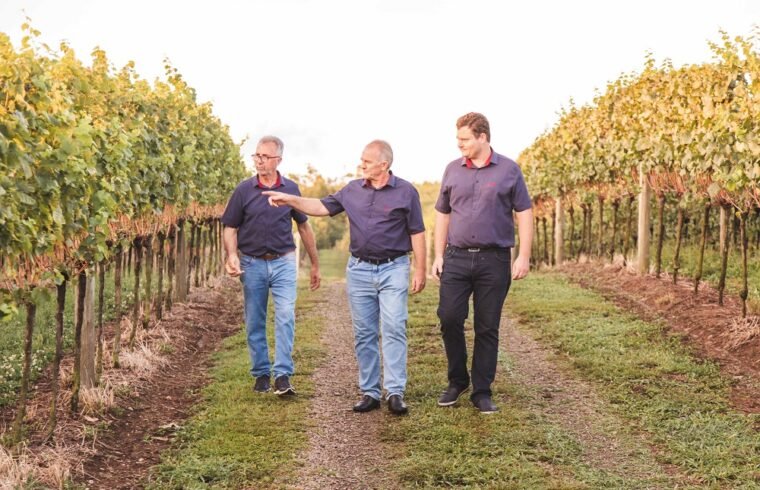 Vinícola é líder de mercado em vinhos finos, sucos integrais e cooler